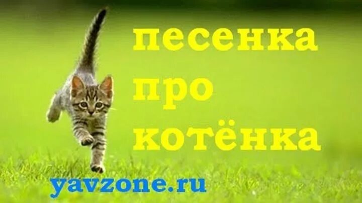 Песенки про котят. Песни про котят. Песенка про котика. Детские песенки про котят. Слушать песенки про кота