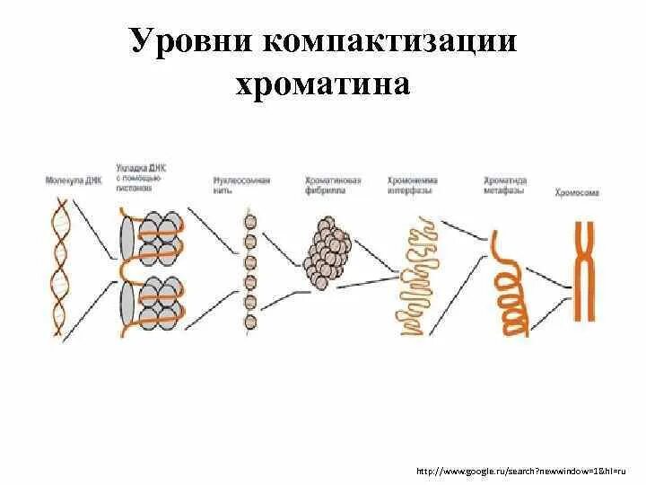 Уровни структурной организации хроматина хромосом. Уровни структурной организации хроматина. Компактизация ДНК В хромосоме. Нуклеосомный уровень организации хроматина.