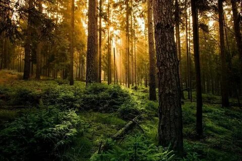 Красивое природа лес