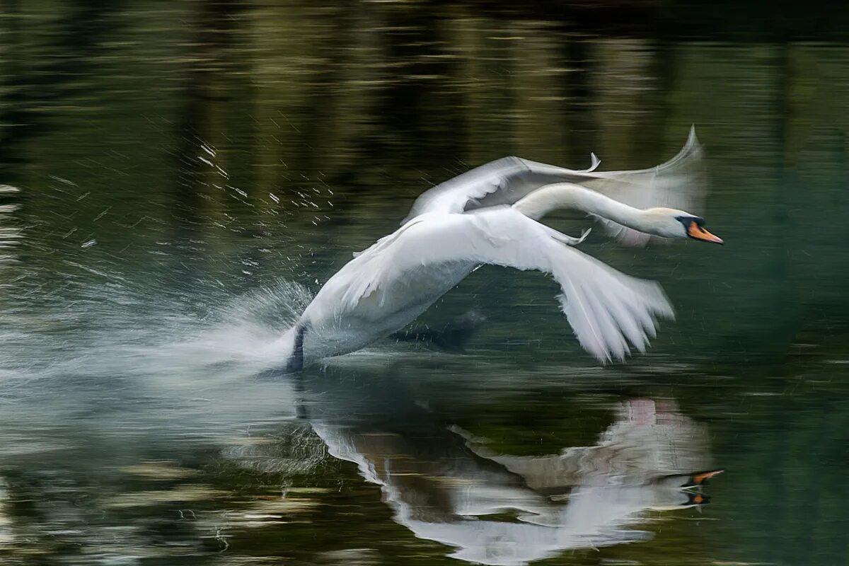Кружилась над водой. Кружилась над водой. Море, чайки. Утка взлетает с воды. Кружилась над водой.