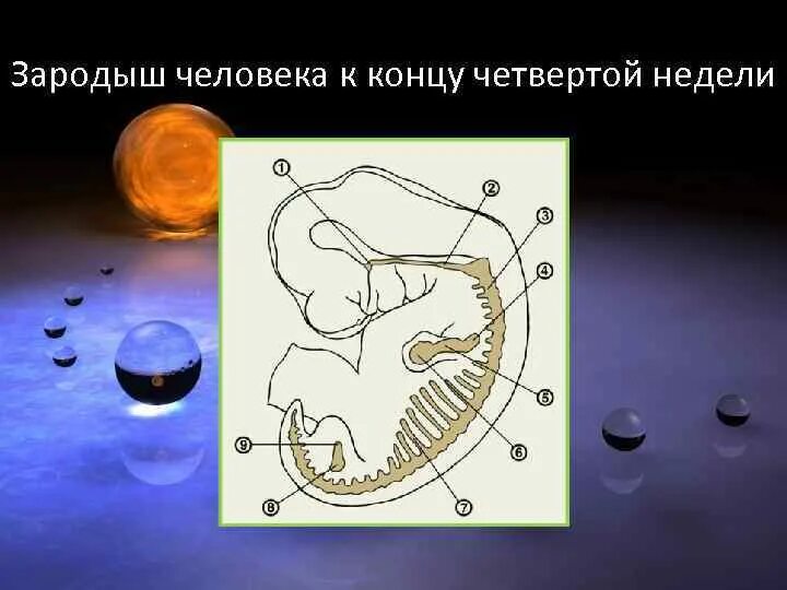 Зародыш человека 4 недели. Эмбрион человека 2 месяца. Эмбрион человека 4 недели.