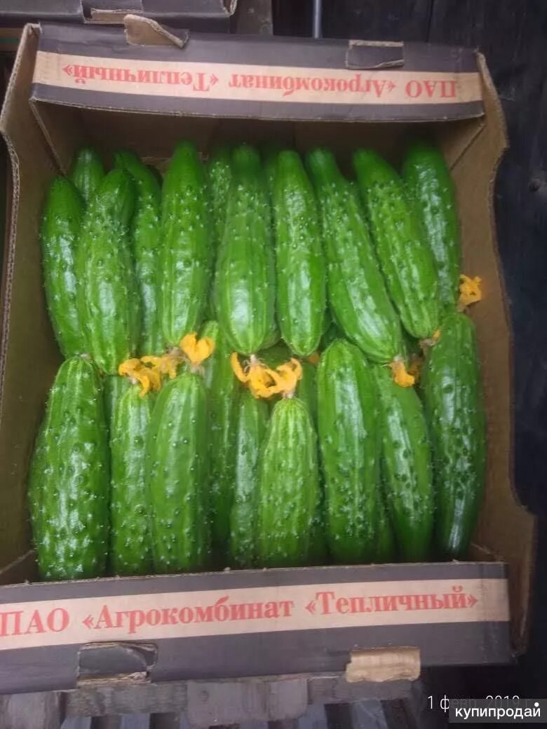 Огурцы свежие сорт Атлет - купить у поставщика ИП СПХ им.Зверева