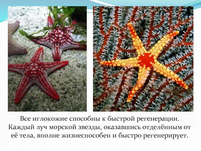 Поведение клеток морских звезд. Известковый скелет иглокожих. представители класса морские звезды иглокожие. иглокожие звезда. тип иглокожие морские звезды.