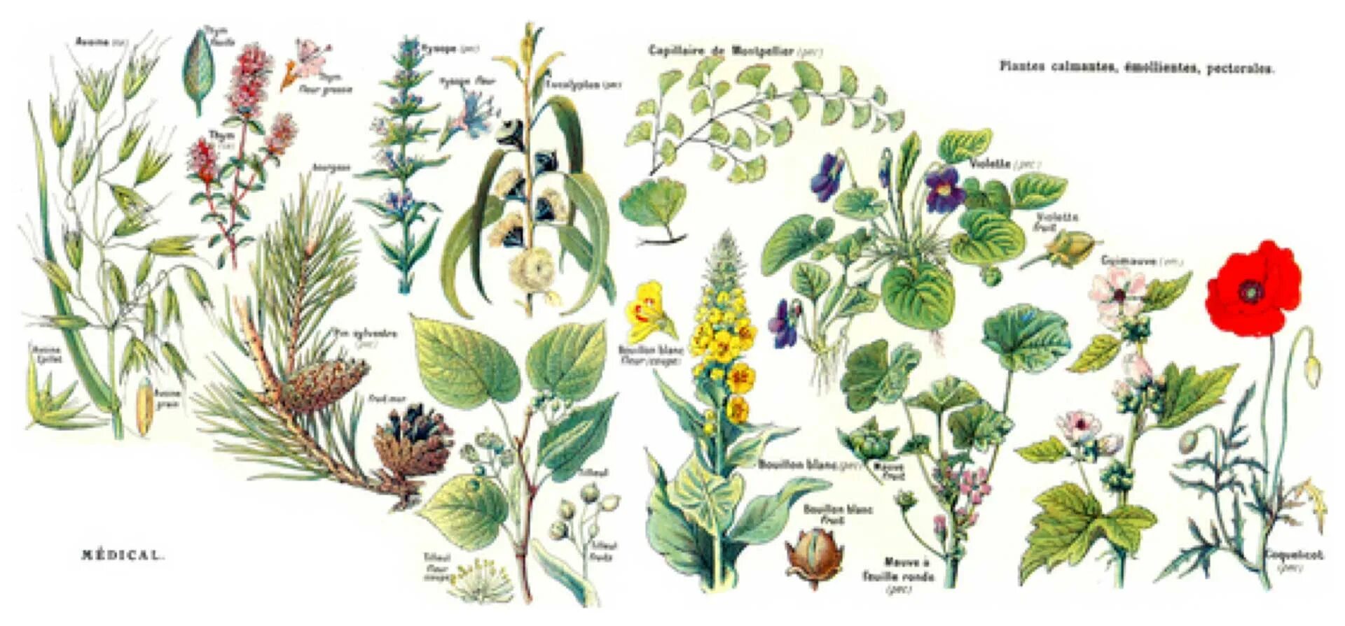 Проект ботаника тг. Ботаника для дошкольников. Тема для детей ботаника. Ботаника картинки для презентации. Лист (ботаника) для детей.