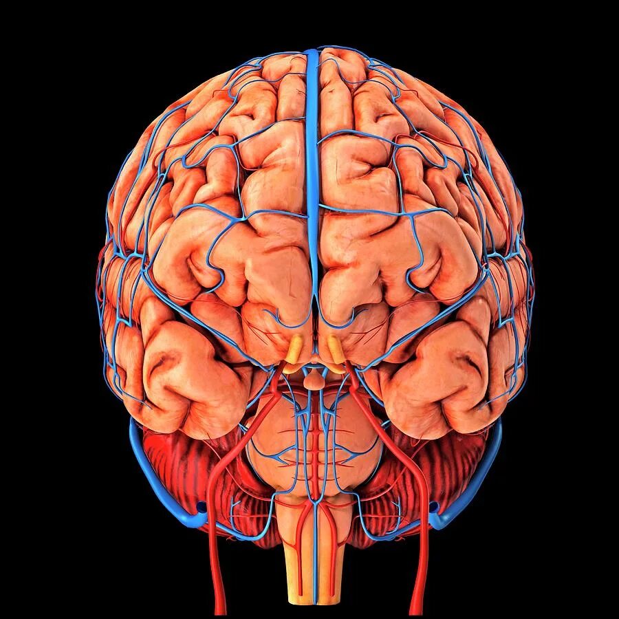 В мозге есть сосуды. Кровоснабжение головного мозга 3д. Артерии на макете мозга. Кровеносные сосуды мозга.