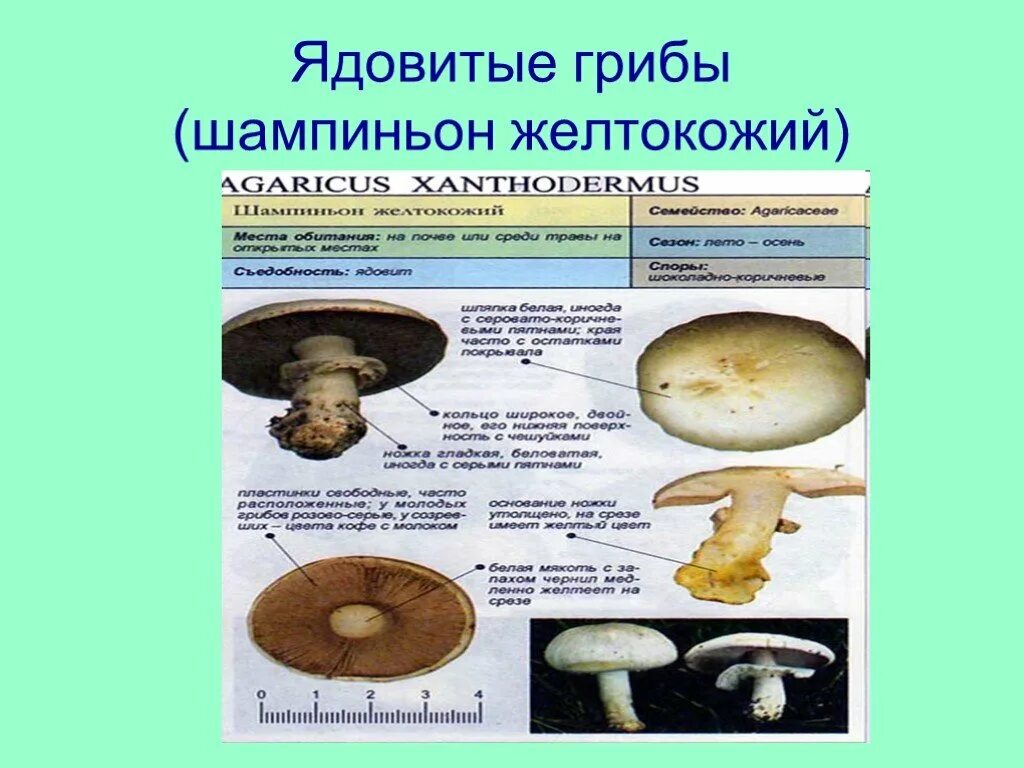 Признаки гриба шампиньона. Шампиньон желтокожий грибы. Ядовитый шампиньон желтокожий. Полевой шампиньон желтокожий. Шампиньон рыжеющий желтокожий.