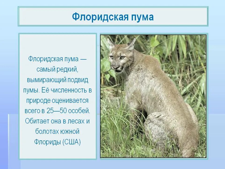 На каком континенте обитают пумы