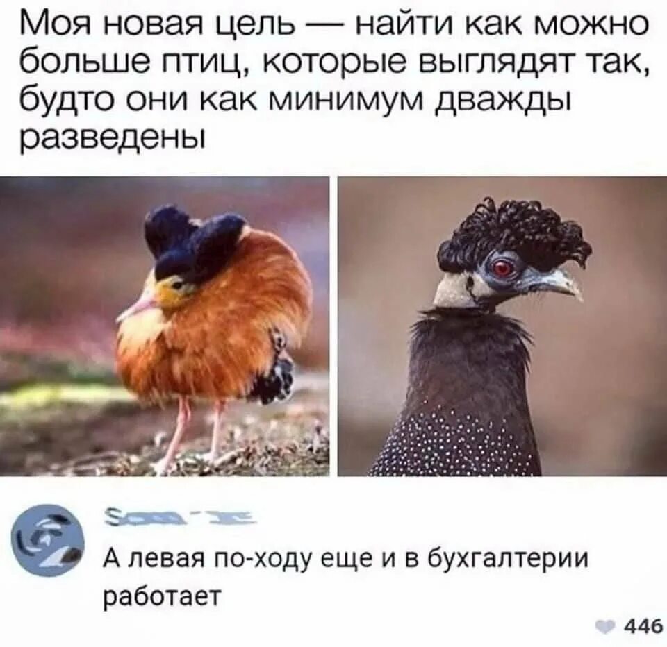 Как будто птичка. Как будто птичка. Боевой воробей. Как будто птичка. Пичуга птица.