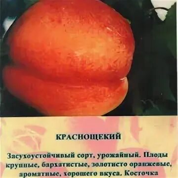 Сорта абрикосов краснощекий