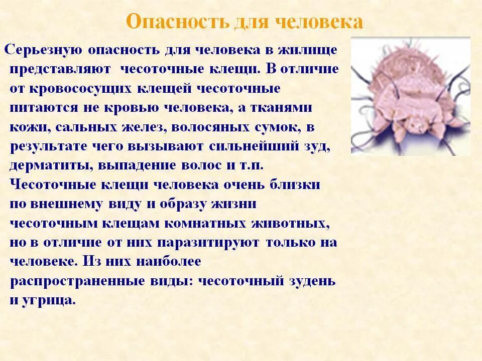 Сколько живет чесоточный. Чесоточный зудень опасности. Чесоточный зудень возбудитель заболевания. Чесоточный клещ опасен для человека.