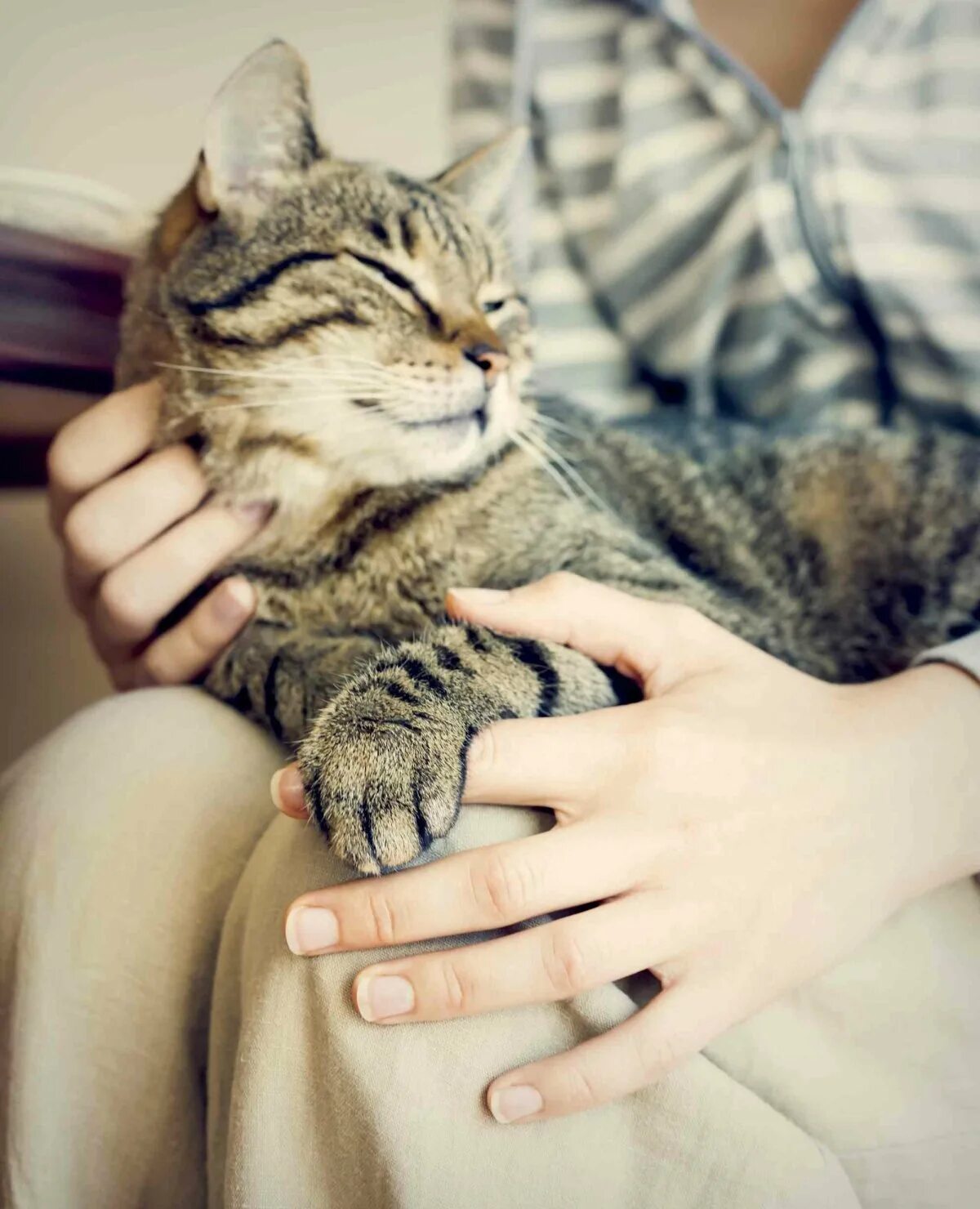 Котика гладят