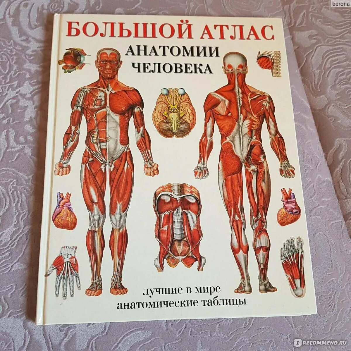 Махиянова атлас анатомии человека. Большой атлас анатомии человека лучшие в мире анатомические таблицы. Издательство АСТ / большой атлас анатомии человека. Большой атлас анатомии человека | Перез Винсент.