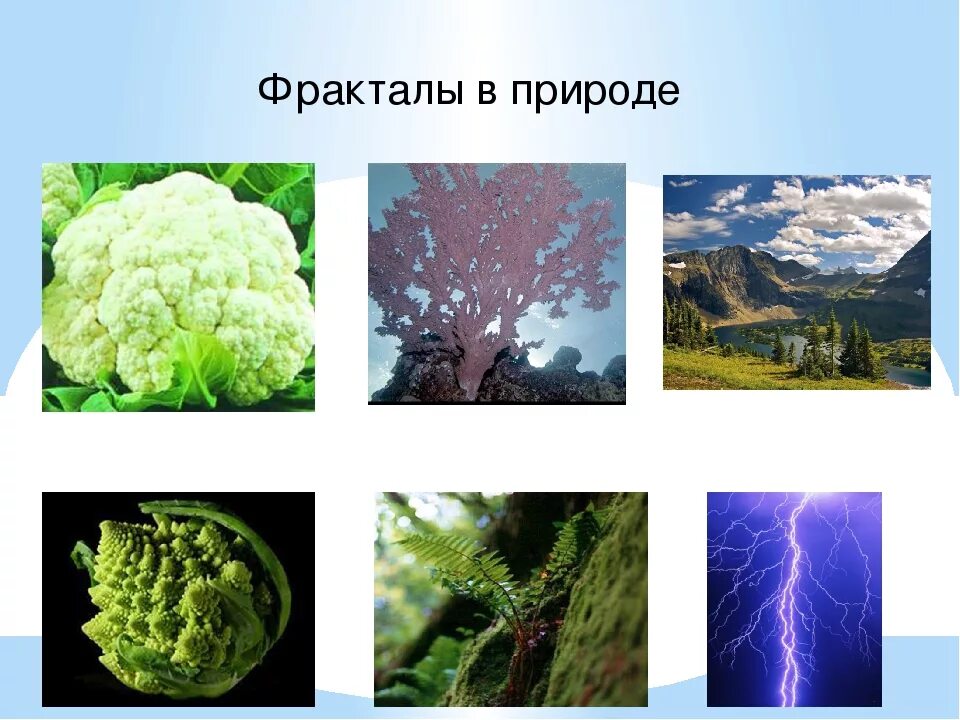 Фрактальную структуру имеет растение