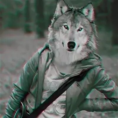 Сколько ангелине волк. Сколько ангелине волк