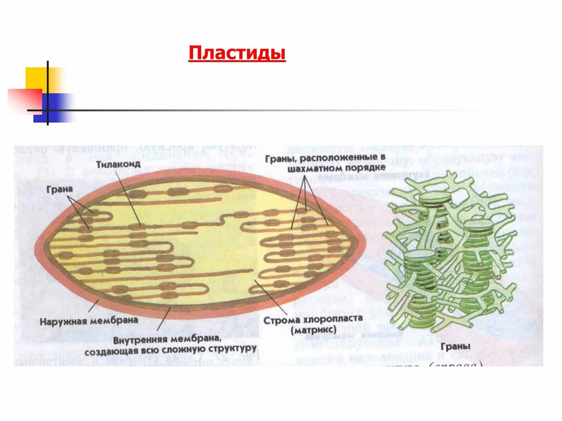 Хлоропласты эукариотической клетки. Строение хлоропласта ЕГЭ биология. Структура строение функции пластиды. Схема строения хлоропласта рисунок. Пластиды хлоропласты рисунок.