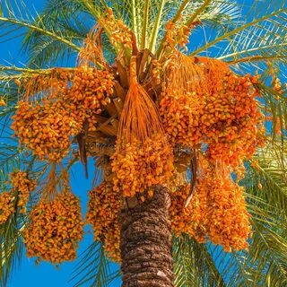 Date palm
