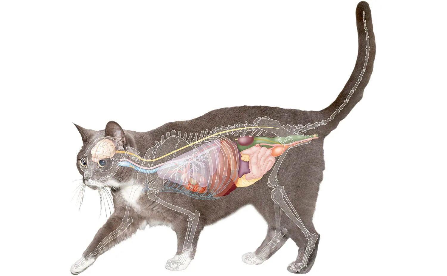 У кошки увеличены. Анатомия кошки органы. Мочевыделительная система кошки анатомия. Анатомия мочеполовой системы кошки. Анатомия кошки Ветеринария.