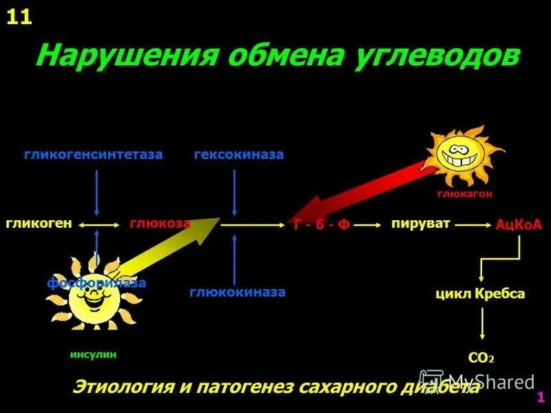 Заболевания обмена углеводов. Нарушение обмена углеводов. Нарушение углеводного обмена схема. Патология углеводного обмена. Нарушение обмена углеводов патофизиология.