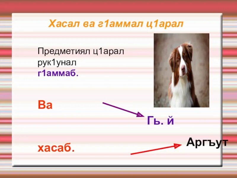 Хасал ц1арал. Открытый урок по аварскому языку. Хасссал ва г1аммал ц1арал. Аварский язык хасал ва г1аммал ц1арал. Аварский язык 4 класс