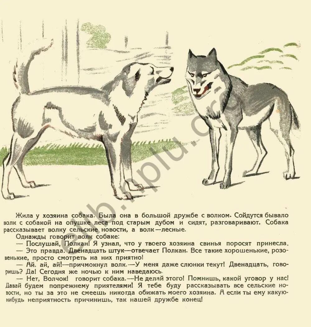 Как отличить волка от собаки. Волк и собака отличия. Чем отличается волк от собаки. Различия между собакой и волком.