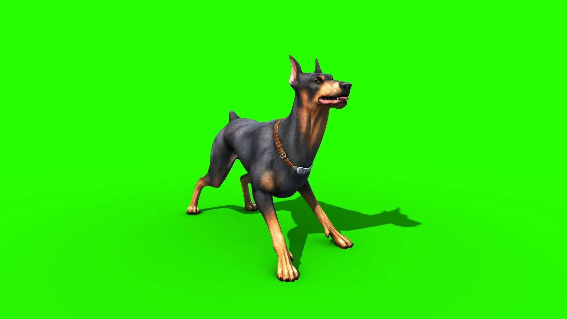 Собака на зеленом фоне. Щенок на зеленом фоне. Данжеон догс доберман. Собака хромакей. Собака на хромакее.