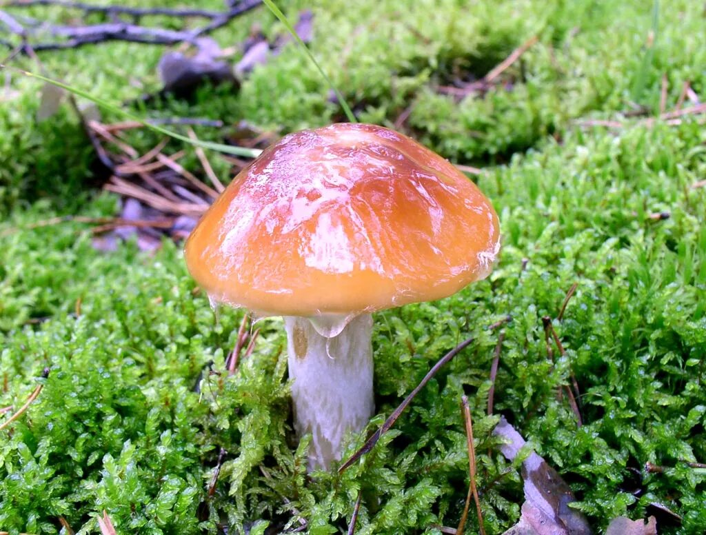 Гриб со. Паутинник слизевой гриб. паутинник слизевой cortinarius mucifluus. паутинник каштановый. паутинник склизкий гриб.