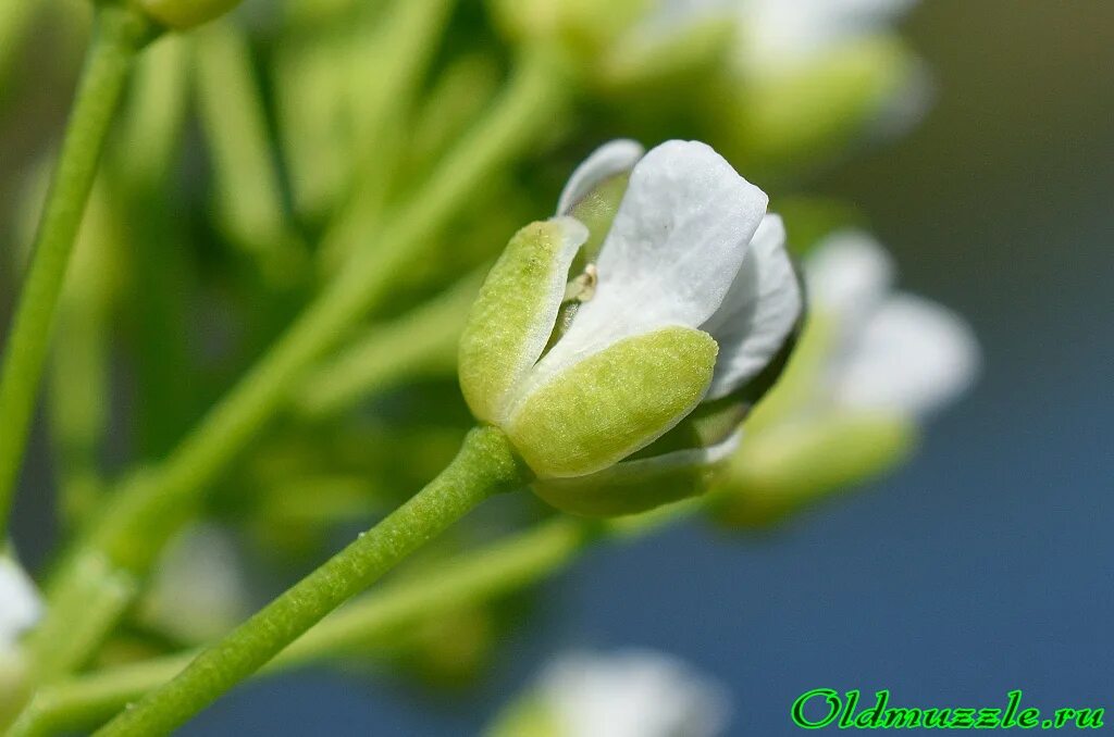 название семейства крестоцветных и розоцветных
