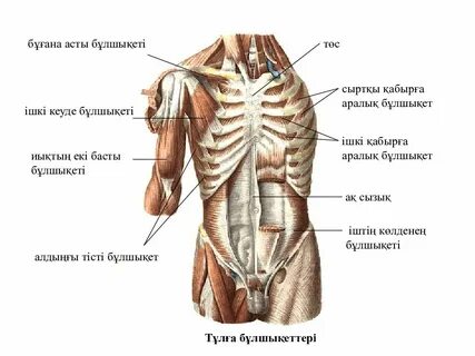 Қабанмен жыныстық қатынасқа түскен монах
