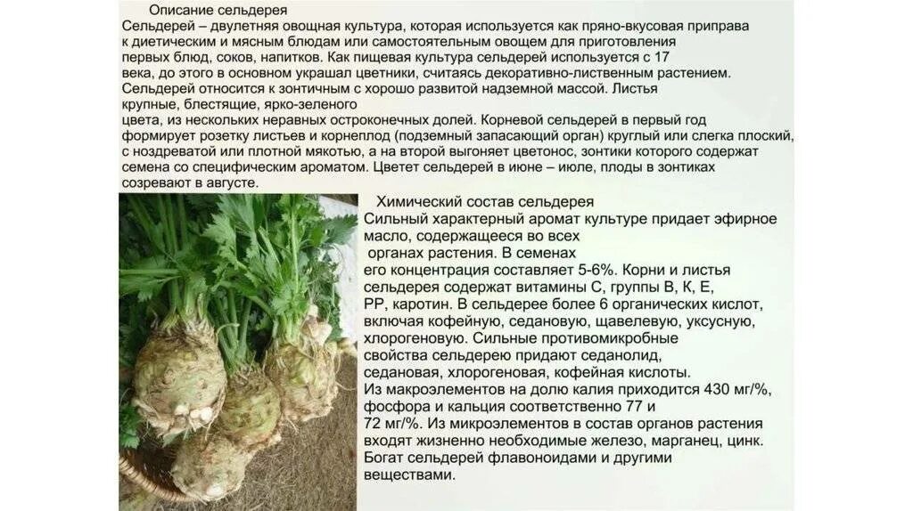 Сельдерей содержание витаминов. Чем полезен корень сельдерея. корень сельдерея полезные. сельдерей описание растения. характеристика сельдерея.