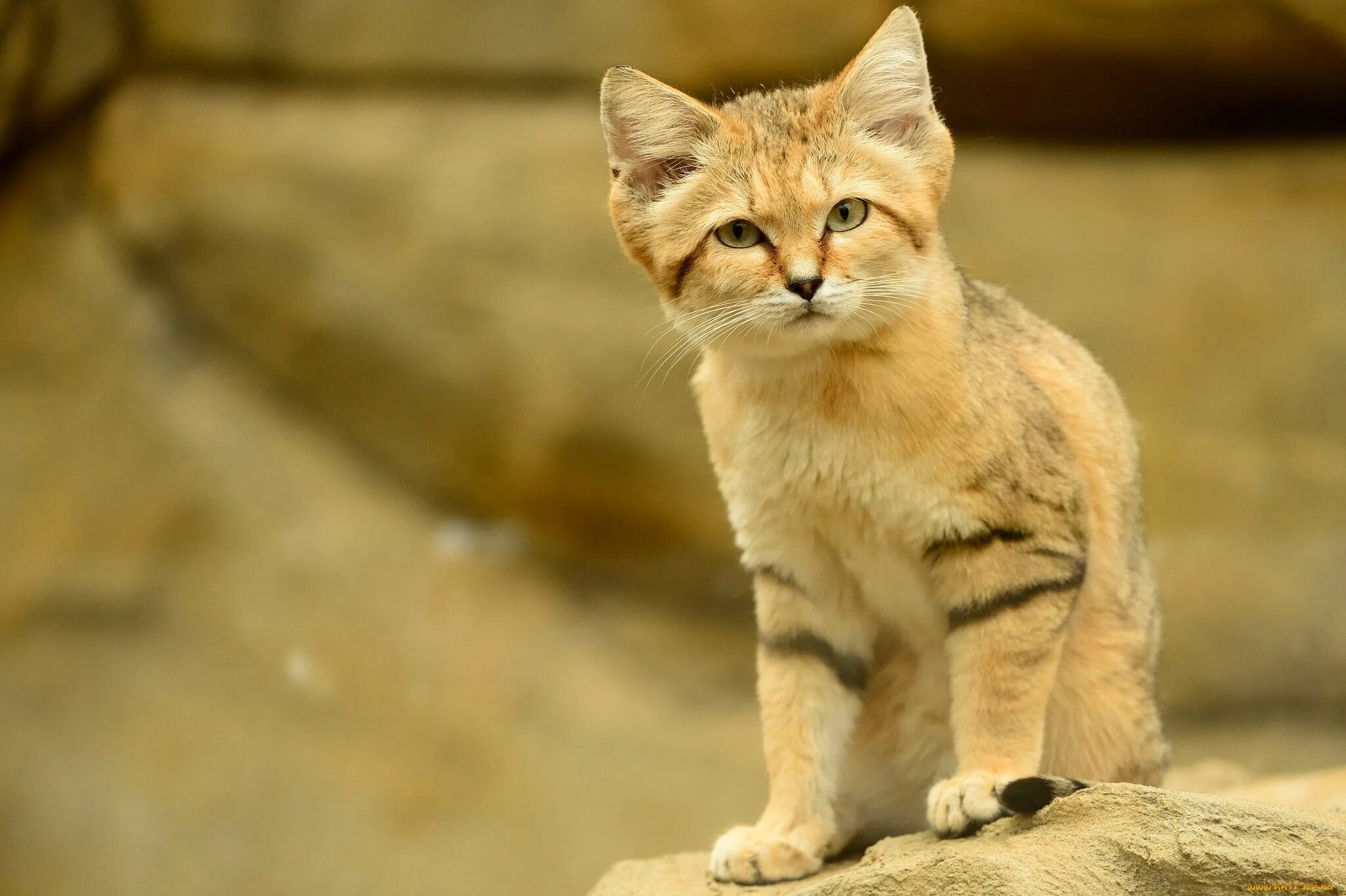 Барханная кошка фото