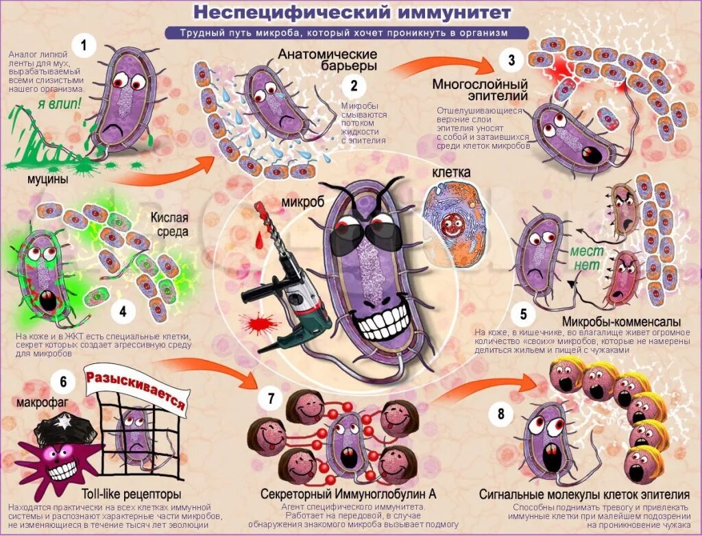 Иммунная система бактерий. Плакаты по микробиологии. Плакат бактерии. Вирусы и бактерии плакат. Плакат по биологии.