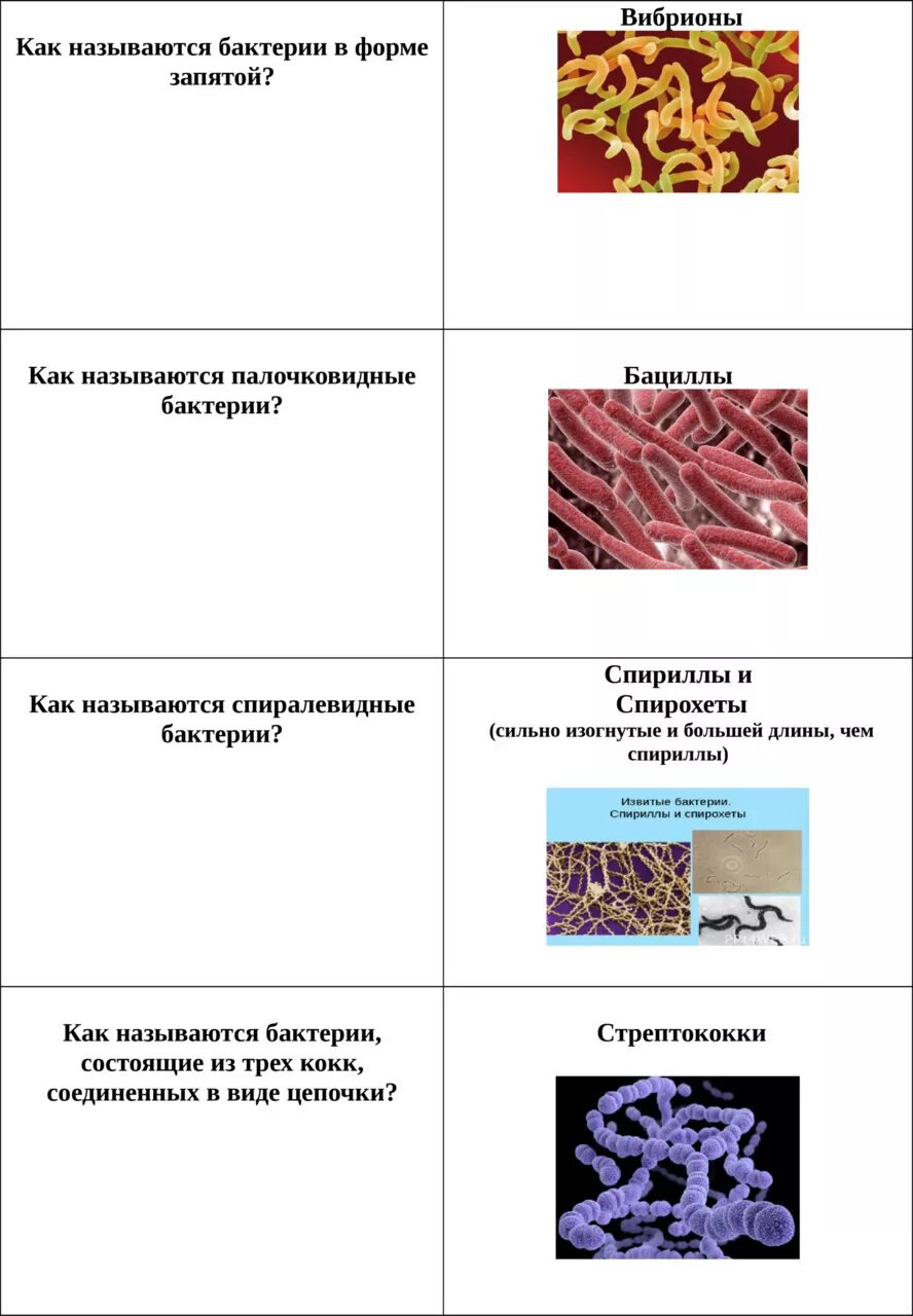 Что относится к царству бактерий. Царство бактерий названия.