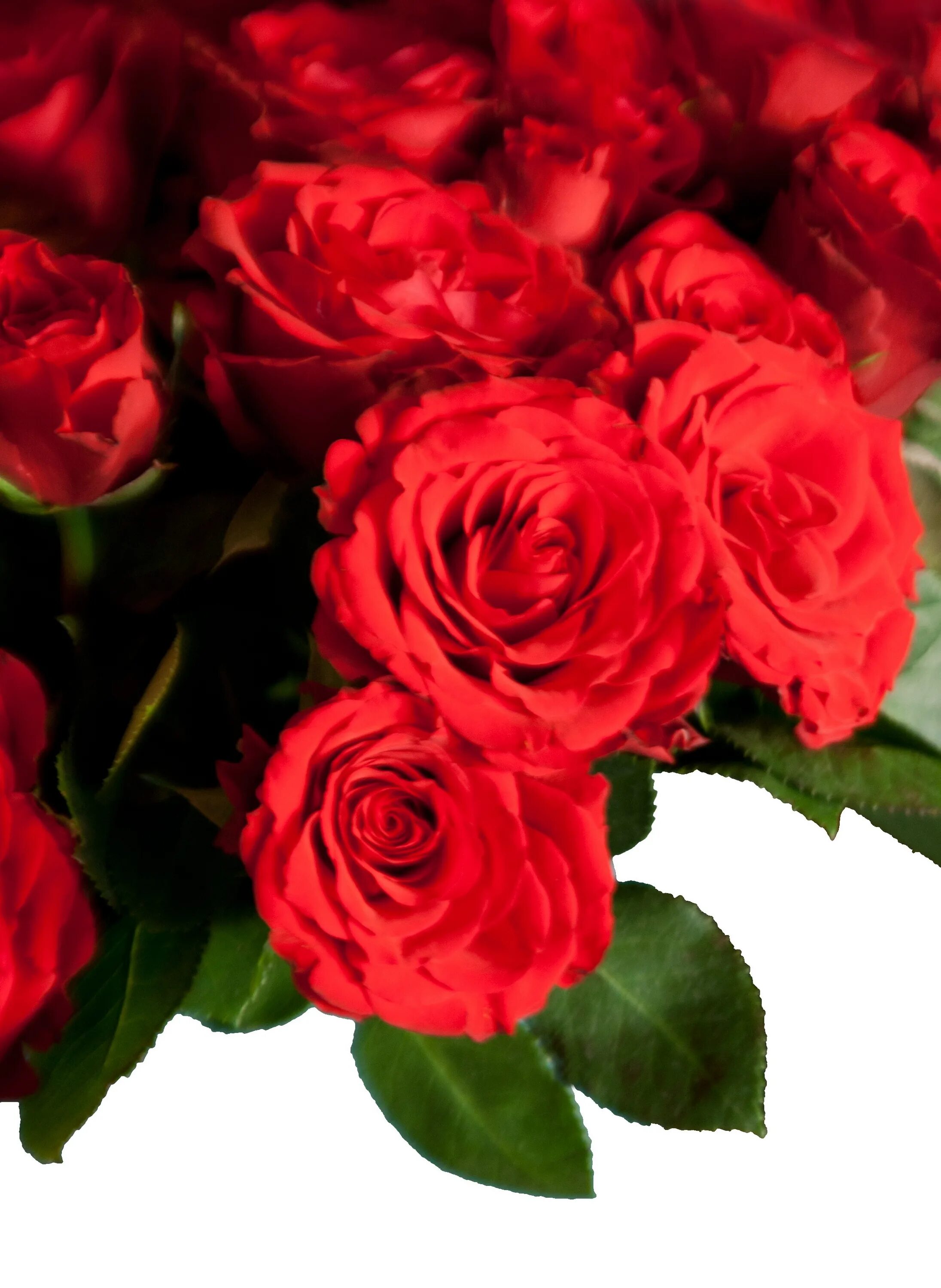 Шикарный букет роз. Шикарный букет красных роз. Шикарные красные розы.