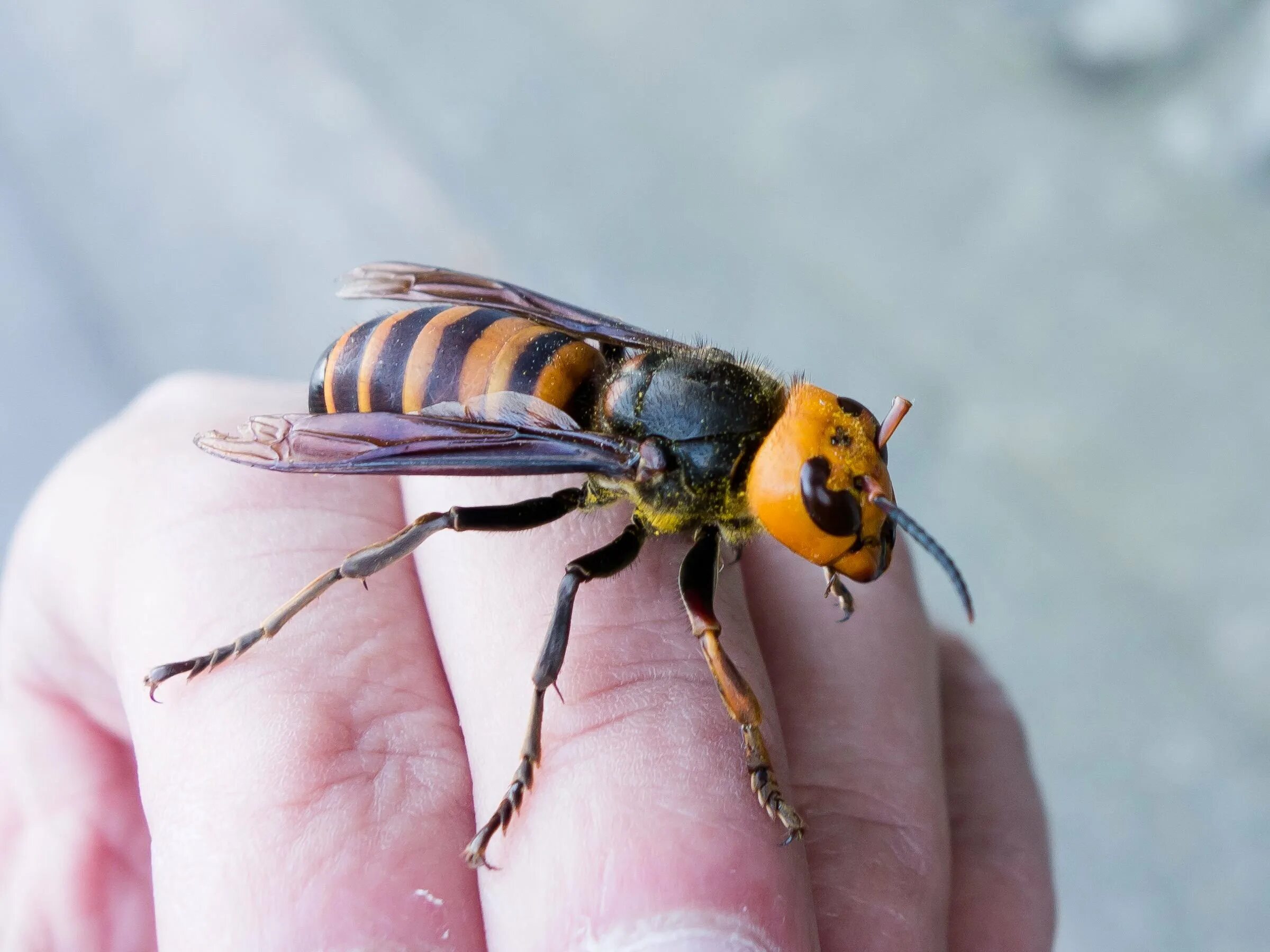 Vespa mandarinia Шершень. Азиатский Шершень Vespa mandarinia -. Веспа мандарина Шершень. Азиатский Шершень Vespa velutina. Большая оса как называется