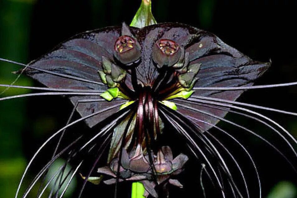 Орхидея и дьявол. Орхидея с лицом дьявола. Орхидея и дьявол. Такка шантрье. Такка шантрье.