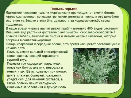 Полынь солодка
