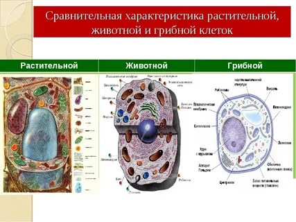 Сравнение строения клеток растений