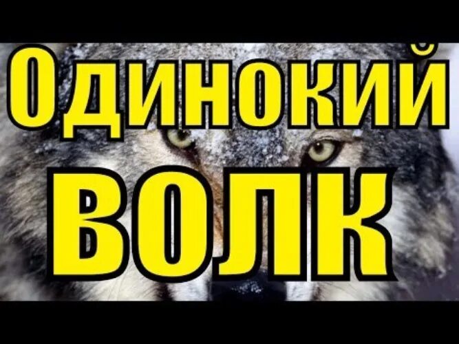 Блатной удар одинокий волк. Одинокий волк песня. Волк шансон. Одинокий волк лучшие песни