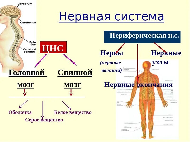 Виды цнс. Нервная система цнс и пнс схема. строение периферической нервной системы схема. функции цнс и пнс. нервная система человека схема центральная и периферическая.