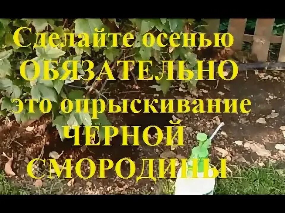 Обработка смородины осенью на зиму от вредителей. Обработка смородины осенью на зиму от вредителей
