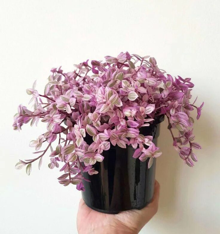 Кализия розовая пантера фото