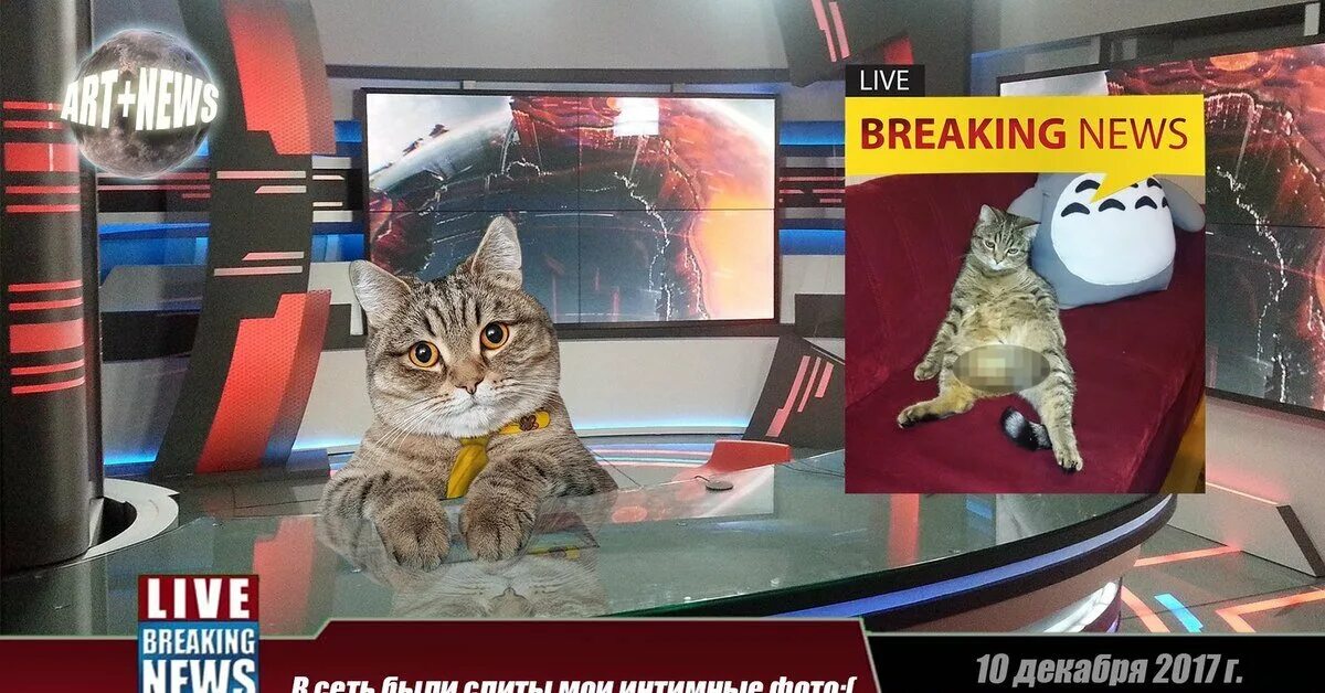 Котик Пикабу