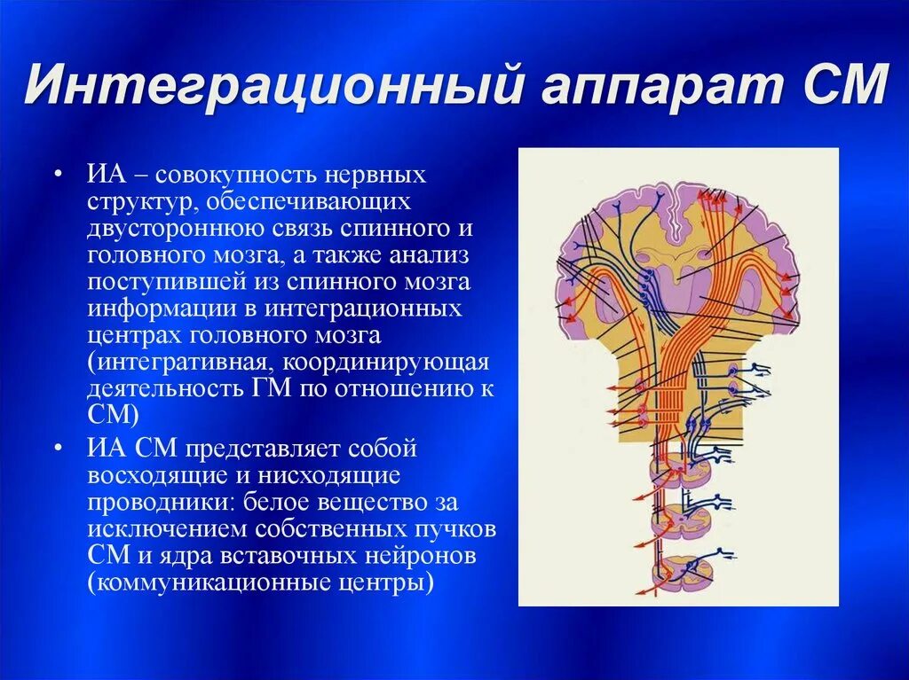 Нервные связи функции. Интегративные функции спинного мозга. Релейно интегративный аппарат спинного мозга. Связь спинного мозга с головным. Интеграционные центры головного.