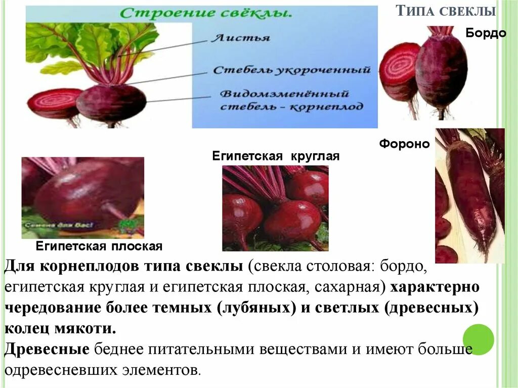 Известно что свекла обыкновенная является. Свекла. строение свеклы. строение корнеплода свеклы. строение столовой свеклы.