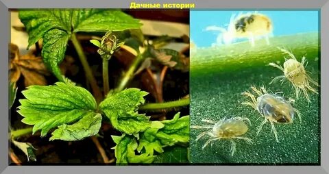 Способы борьбы с вредителями клубники