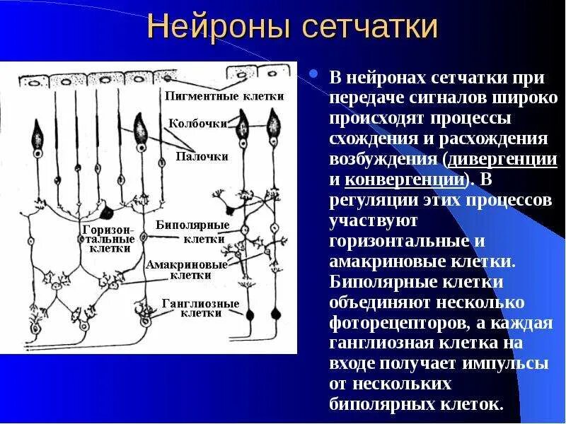 Укажите последовательность расположения слоев сетчатки Фиброзная оболочка глаза презентация