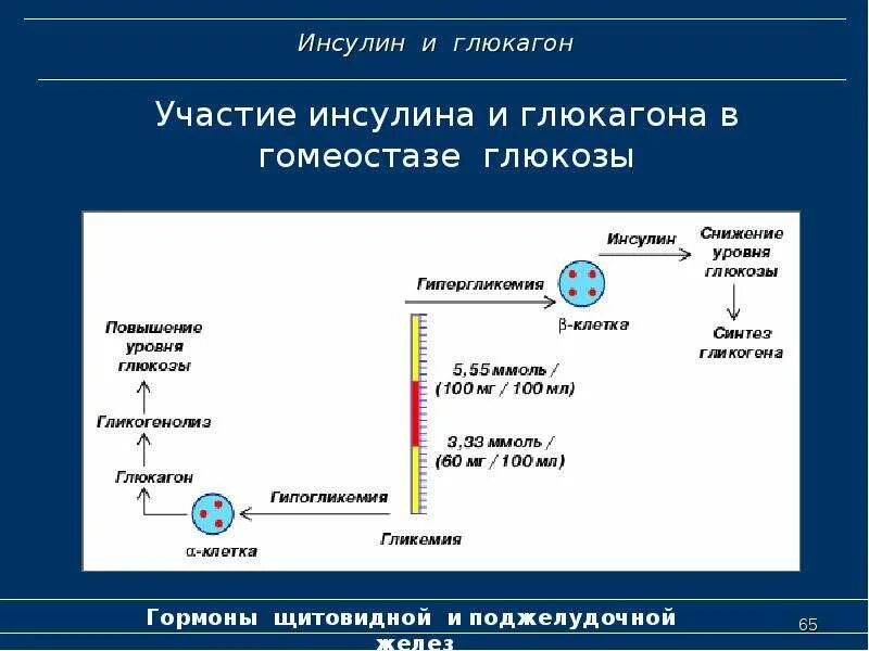 Гормон поджелудочной железы регулирующий углеводный обмен. Механизм действия инсулина биохимия гормоны. строение инсулина и глюкагона. схема синтеза инсулина. механизм действия инсулинов.
