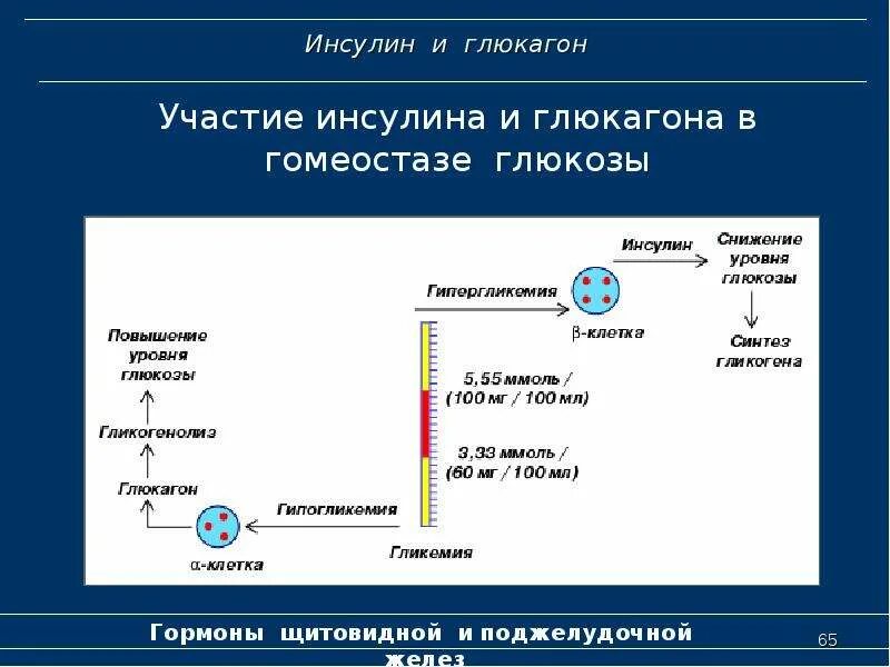 Поджелудочная железа синтез гликогена. Механизм действия инсулина биохимия гормоны. Строение инсулина и глюкагона. Схема синтеза инсулина. Механизм действия инсулинов.