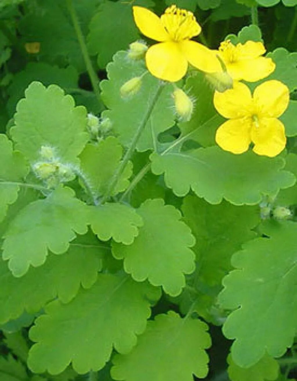 Chelidonium majus. Чистотел оранжевый. Чистотел большой. Йодовая трава чистотел. Чистотел стоит