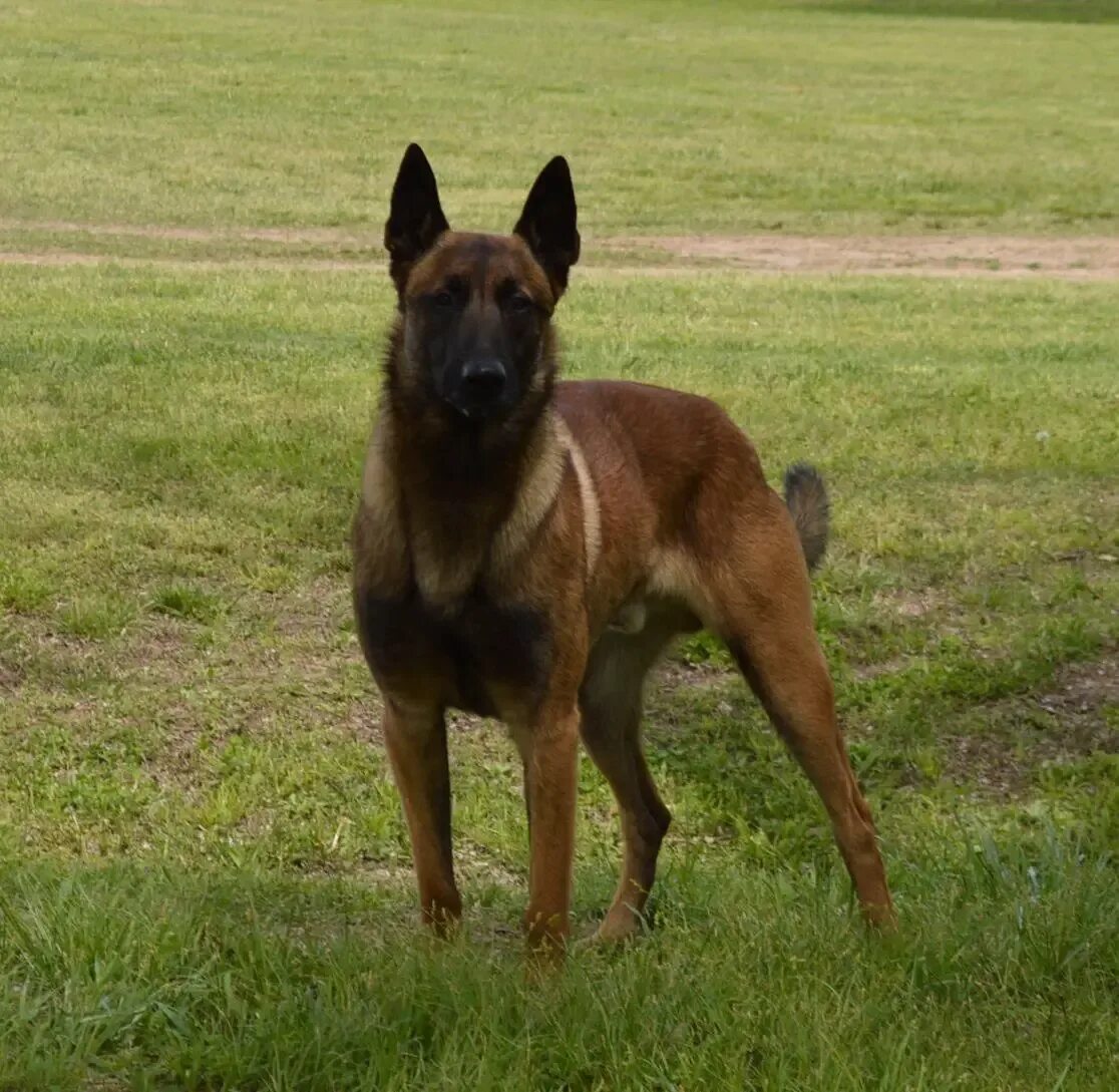 бельгийская овчарка малинуа черный окрас. голубая малинуа. порода малинуа. малинуа короткошерстная. австралийская овчарка малинуа.